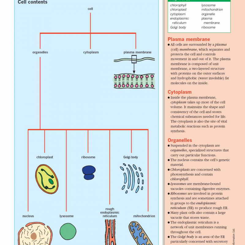 An Illustrated-Guide-to-Science- BIOLOGY ( sách màu)
