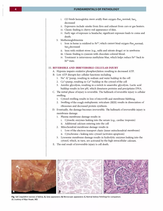 Fundamentals of Pathology: Medical Course and Step 1 Review: 2019 Edition