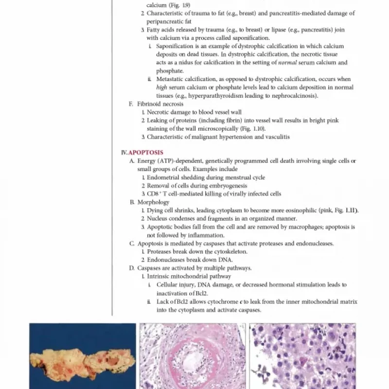 Fundamentals of Pathology: Medical Course and Step 1 Review: 2019 Edition
